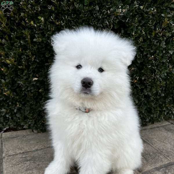 Baily, Samoyed Puppy